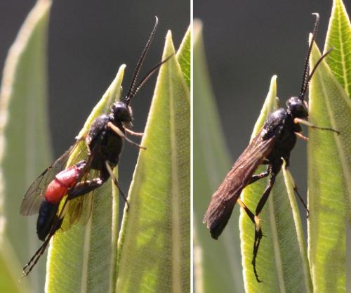 Réf. 251 606 : Ichneumoninae inconnu